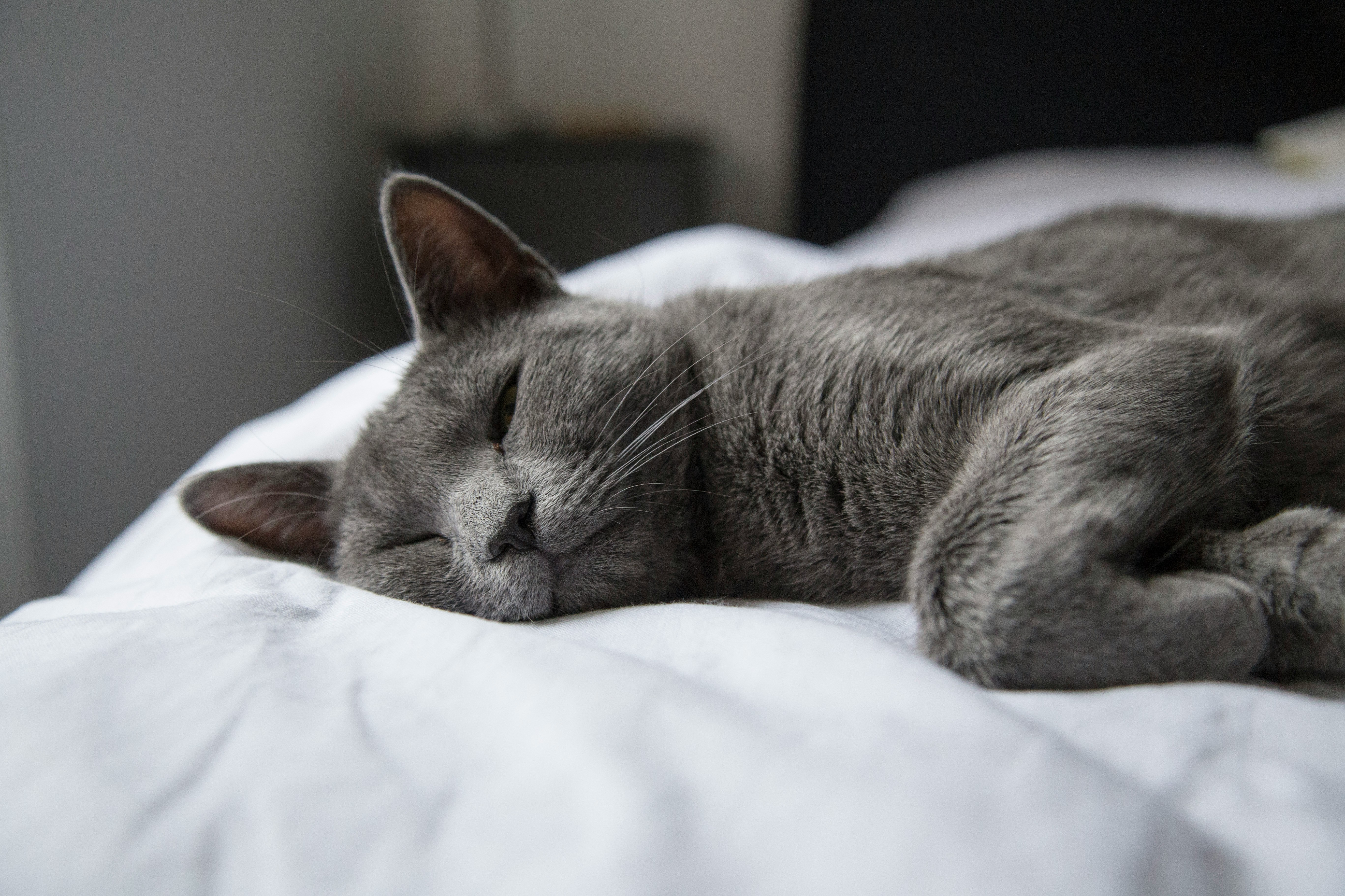 silver tabby cat lying on white textile